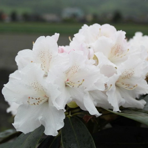 Рододендрон гибридный Шнеекроне c5 