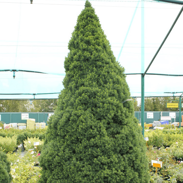Ель канадская Коника C15 70-80 Bor 