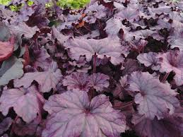 Гейхера Форевер Перпл d12 ХР 