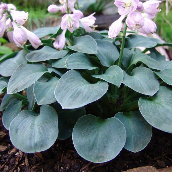 Хоста Блю Маус Иаз Tim 