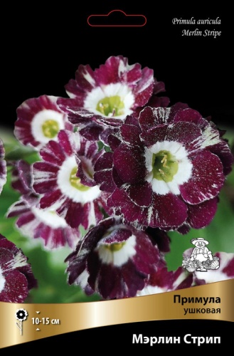 Корневище Примула ушковая Мэрлин Страйп I 1шт Поиск 