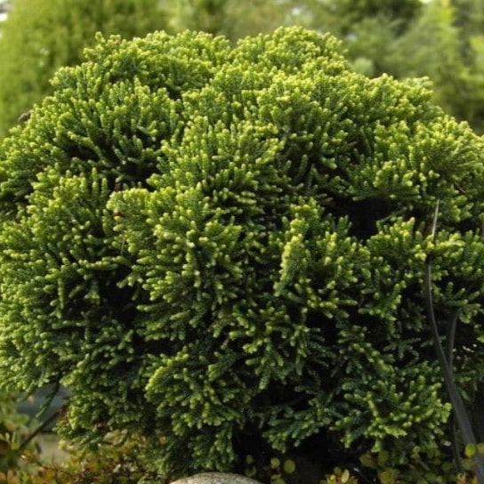 Кипарисовик Лавсона Брегон v4 30см штамб Lav 