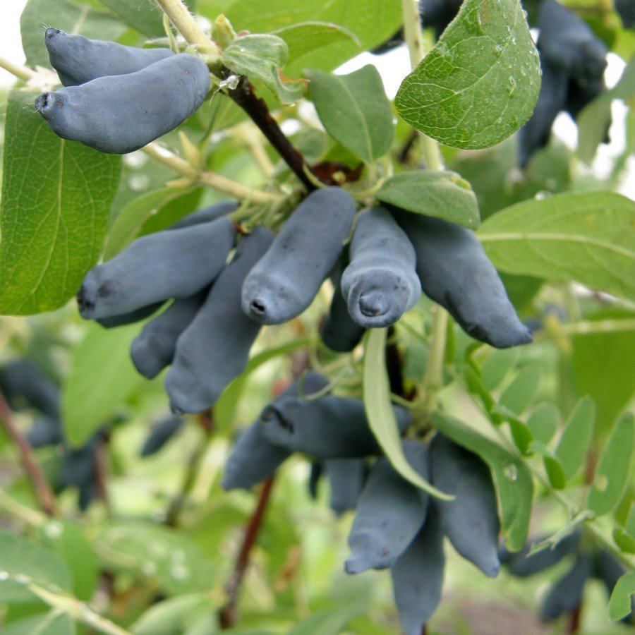 Жимолость Княгиня v2 Tim 