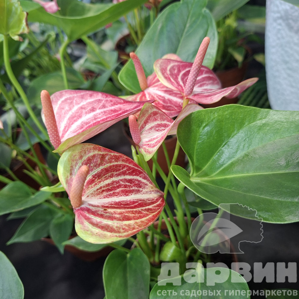 Антуриум бонус вим d14 h40 