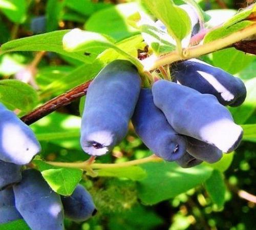 Жимолость съедобная Московская v2 Tim 