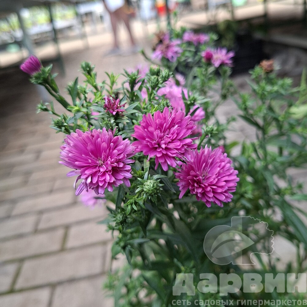 Астра новобельгийская Ройял Руби v2 Lav 