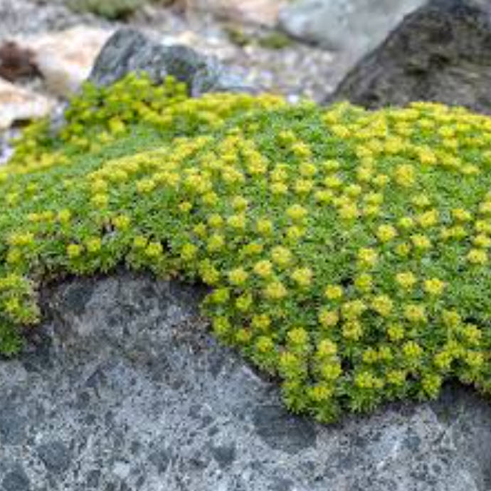 Азорелла p9 Push 