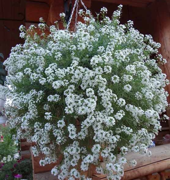 Алиссум ампельный D13 bix 