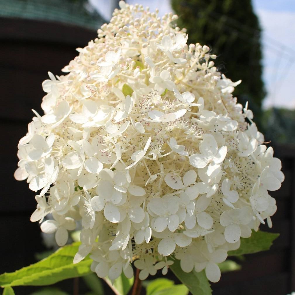 Гортензия метельчатая Грандифлора v3 Lav 