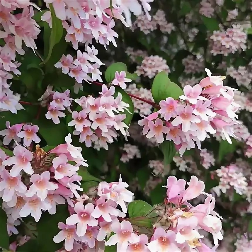 Кольквикция прелестная v2 Lav 