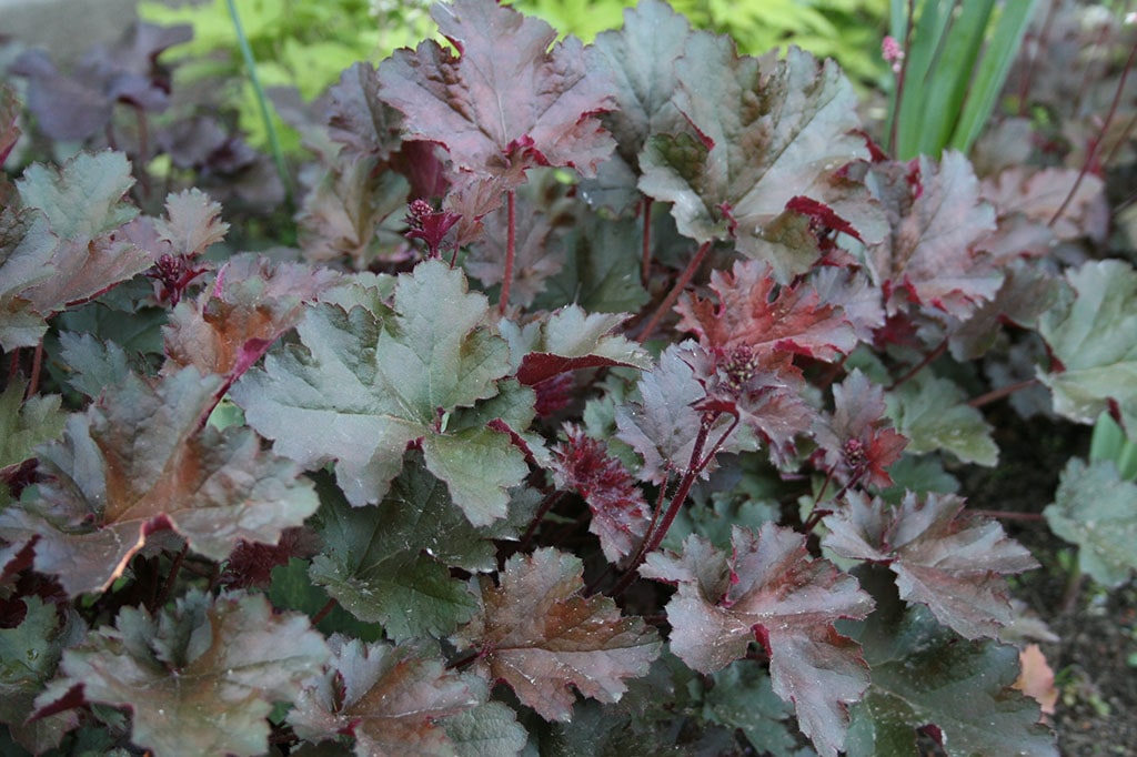 Гейхера Капучино d12 ХР 