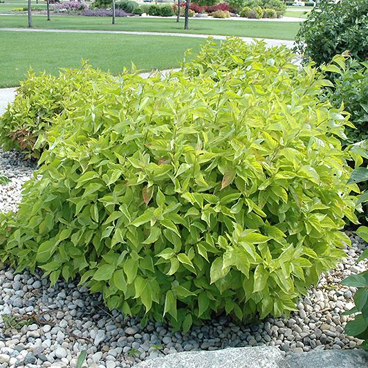 Дерен белый Аурея v5 h60-80 UL 