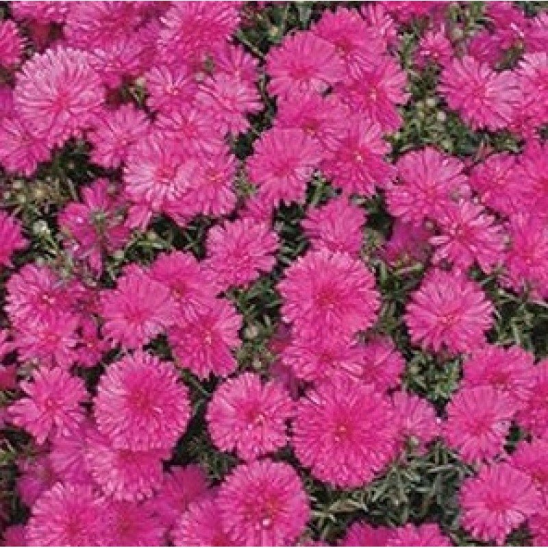 Астра Шоумэйке Претти Пинк d12 ХР 