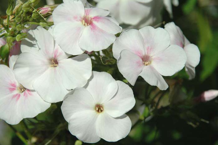 Флокс Балет Tim 