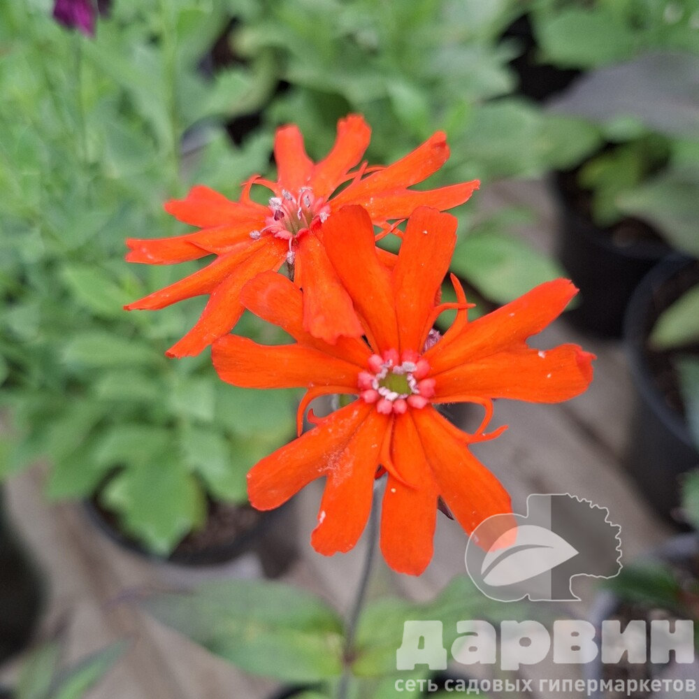 Лихнис v1,5 Push 