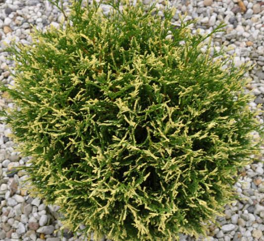 Туя западная Пикадилли v2,5 20-25 