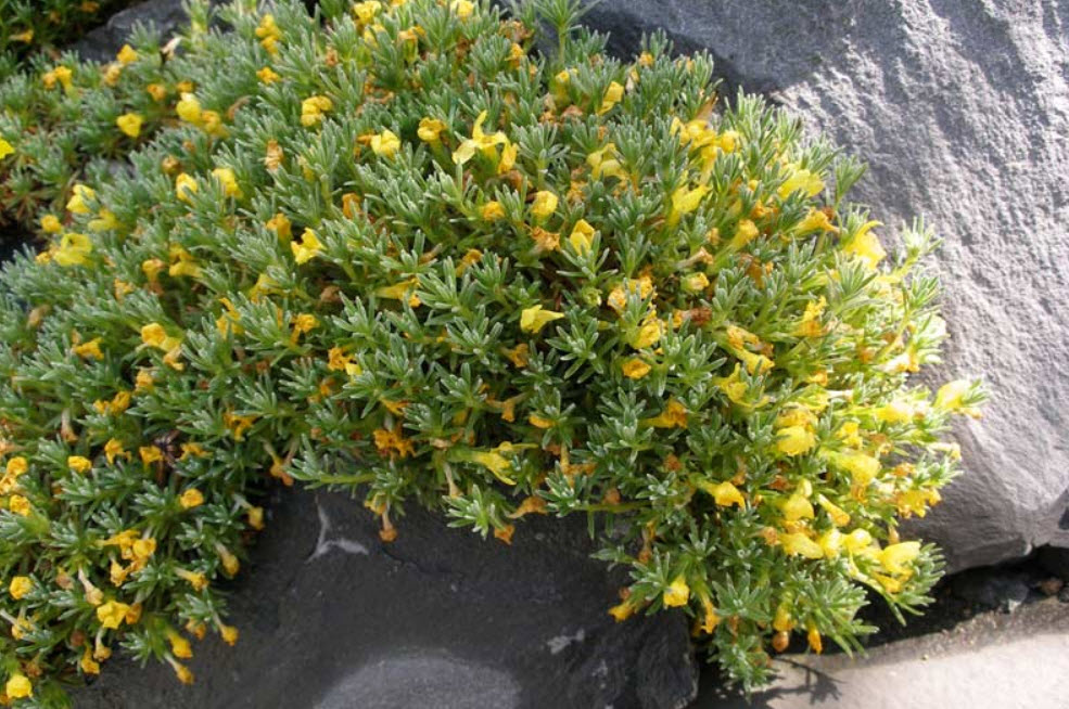 Виталина p9 Push 