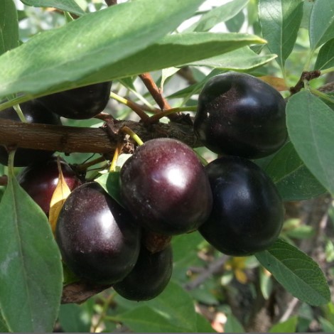 Сливово-вишневый гибрид Омская ночь v7 100-140 Lav 