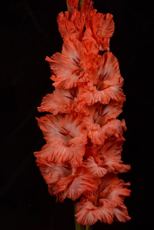 Луковица Гладиолус крупноцветковой Дед Мороз 10/12 5шт. Поиск 