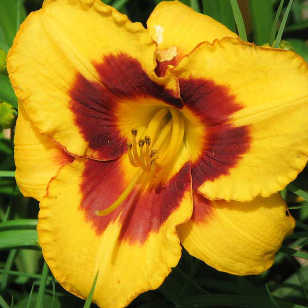 Я_Лилейник Блэкбери Кенди, Tim 