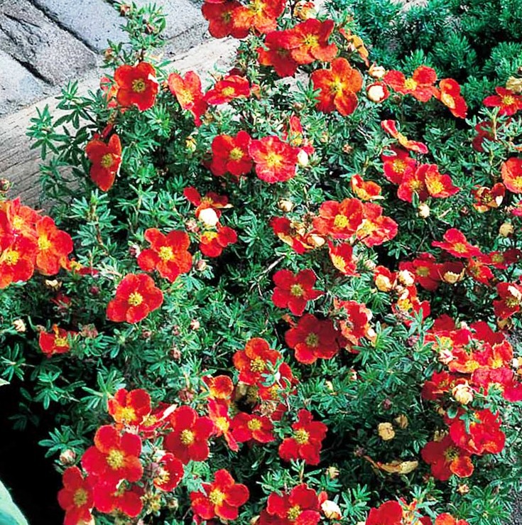 Лапчатка кустарниковая Мариан Ред Робин v2 Lav 