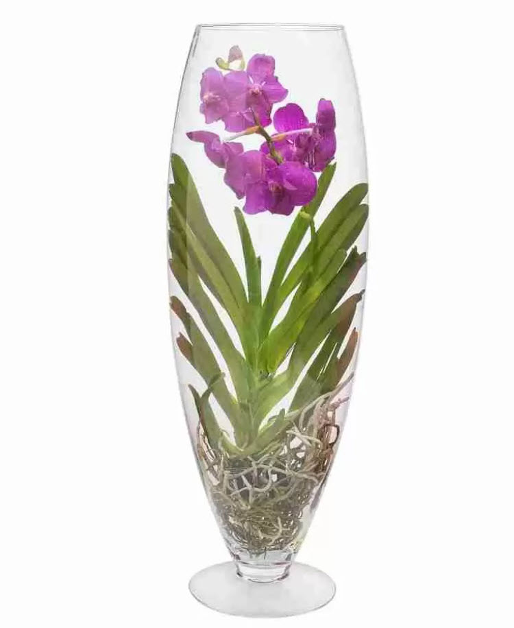 Ванда в стекле микс d14 h45 