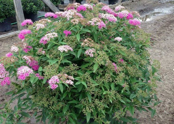 Спирея японская Shirobana С3-5 Tim 