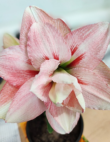 Луковица Амариллис махровый Элвас 1шт Поиск 