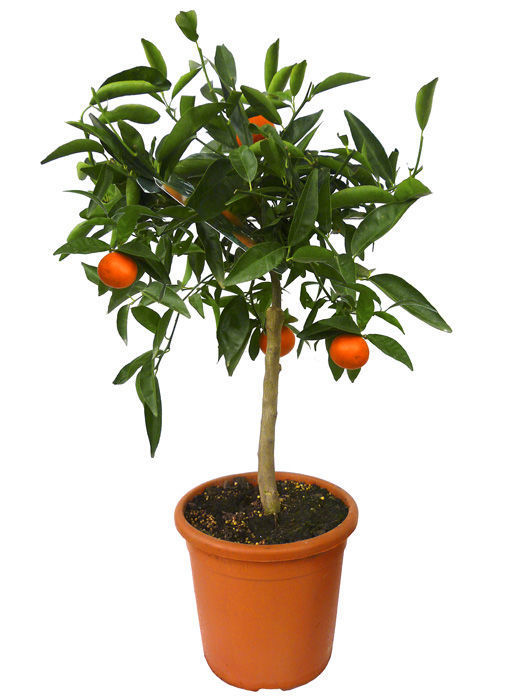 Цитрофортунелла Мандарин штамб d22 h85 