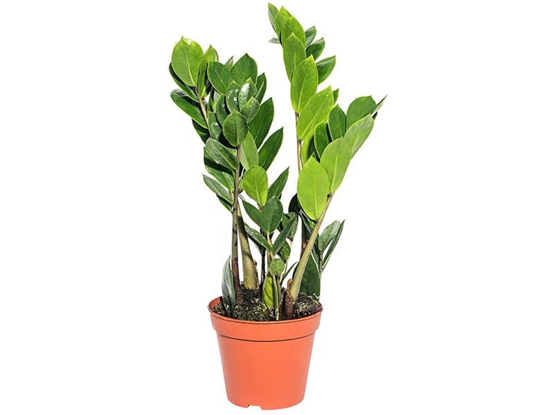 Замиокулькас d24 h100 