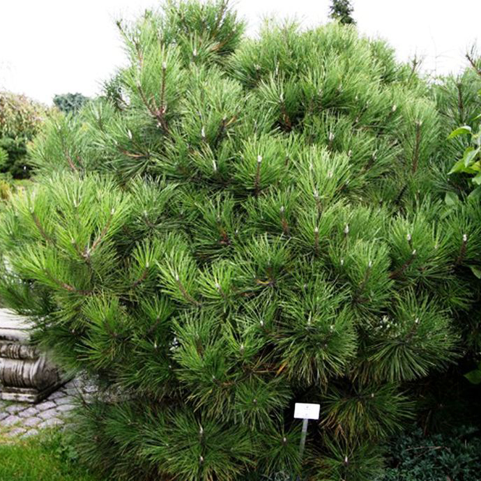 Сосна черная Нана С30 50-60 TW 