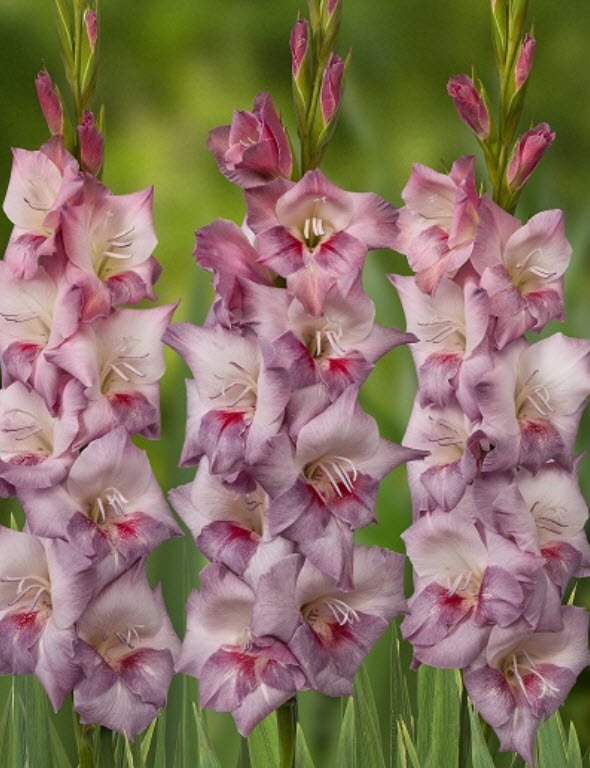 Луковица Гладиолус крупноцветковый Смоки 10/12 10шт. Поиск 