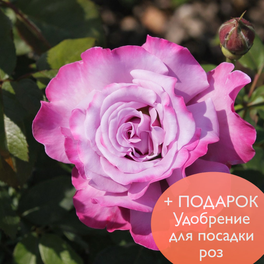 Роза чайно гибридная Аметист в коробке Биосфера 
