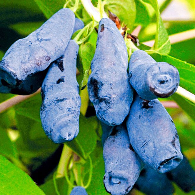 Жимолость съедобная Бажовская v2 Tim 