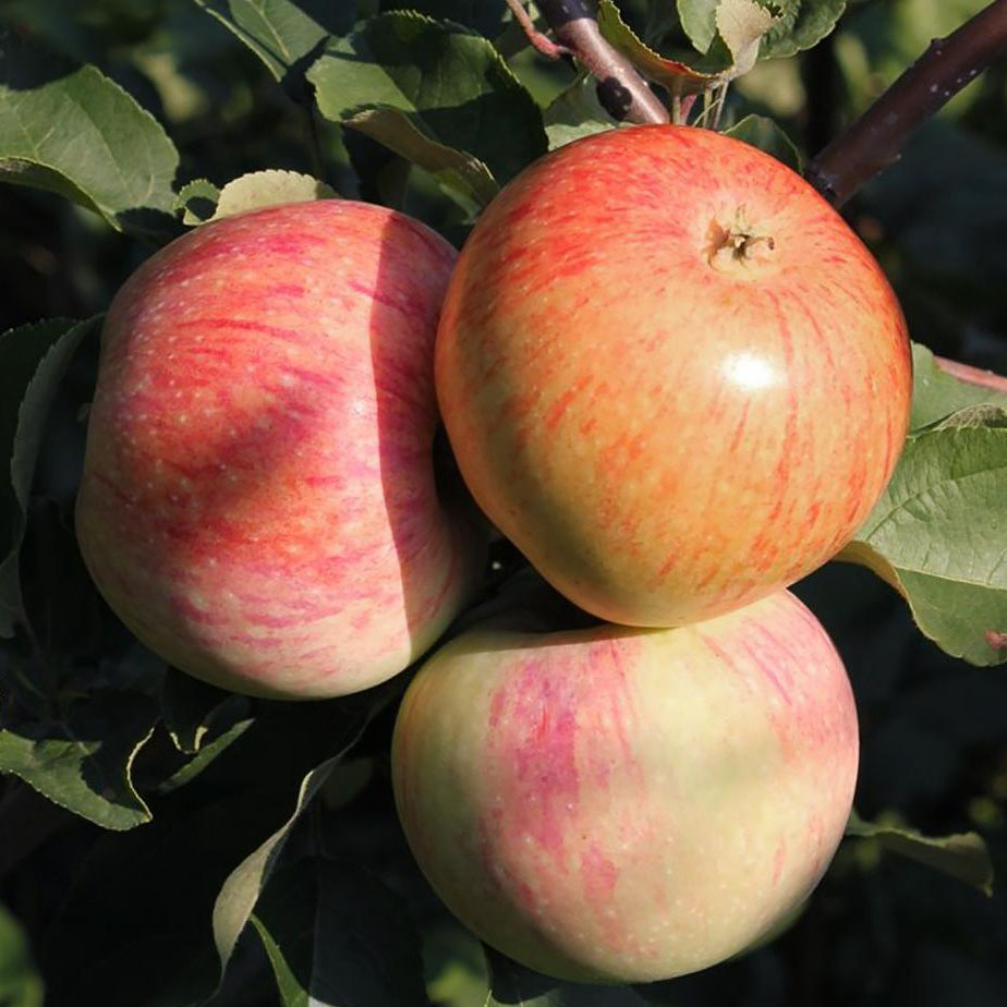 Яблоня Бумажное v7/10 120-140 