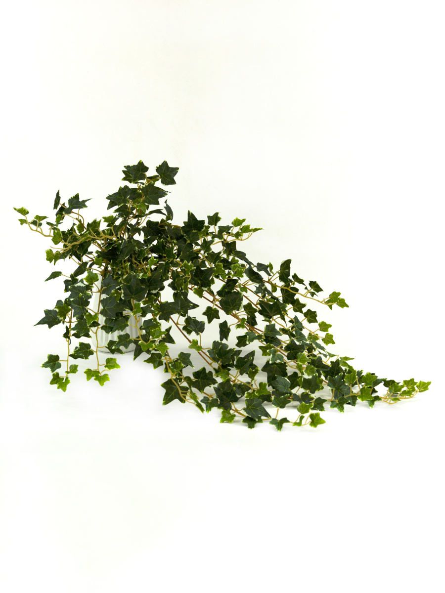 Плющ зеленый белый 70см по цене 