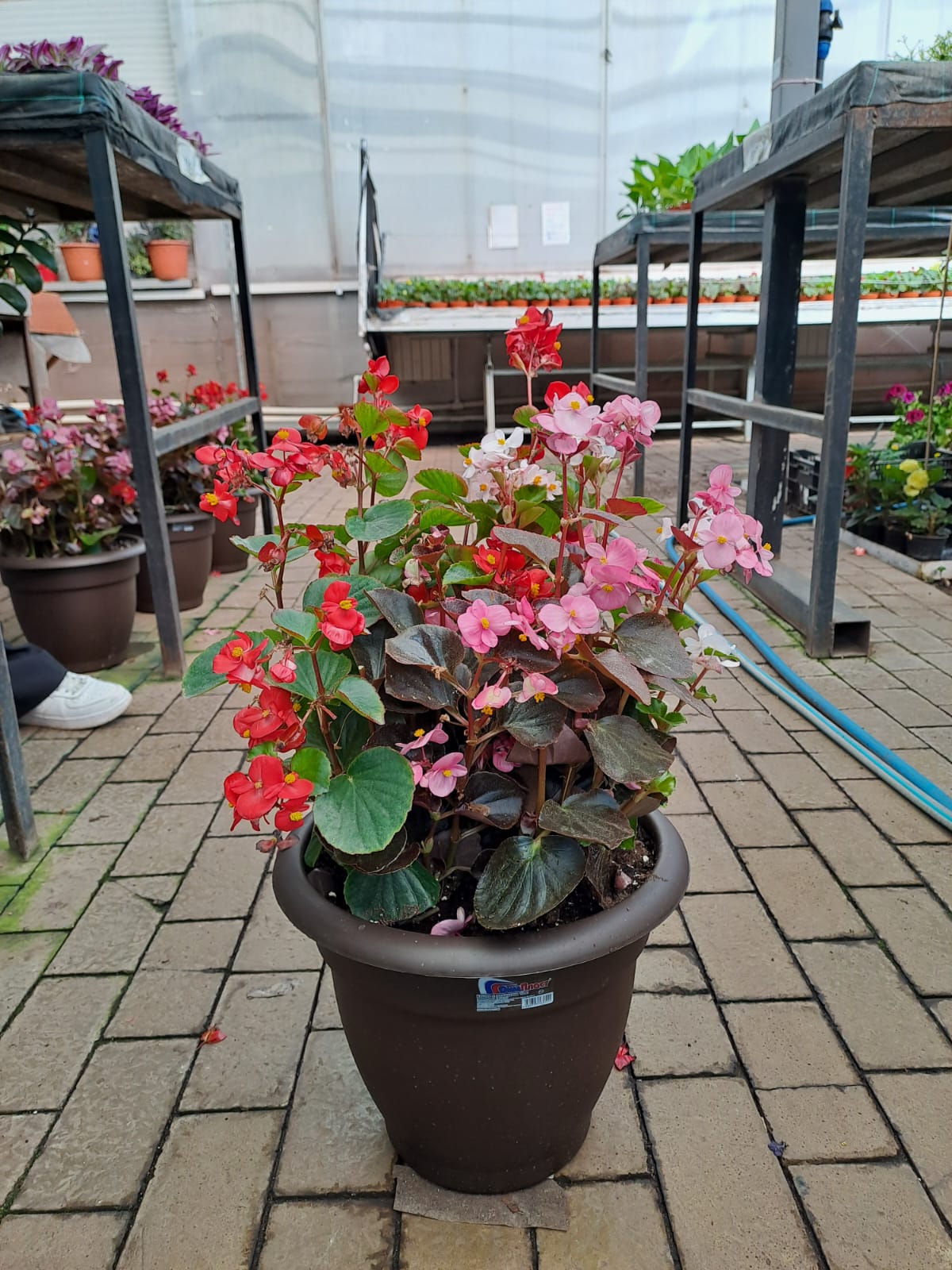 Бегония вечноцветущая в кашпо d35 Tim 