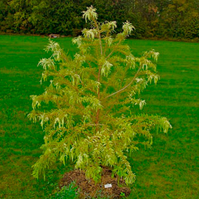 Растение таксодиум двурядный Певе Йеллоу 80-100 см С7,5, Mt 