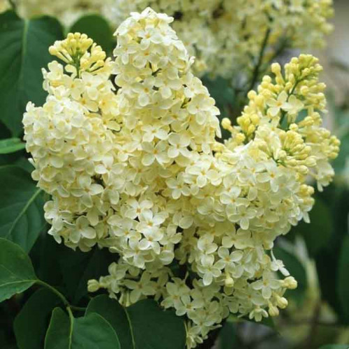 Сирень обыкновенная Примроз v2 Tim 