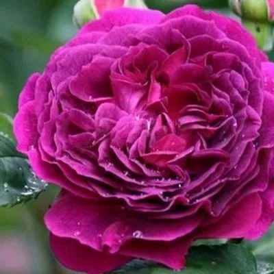 Роза парковая Пёпл Лодж в коробке ЦО 