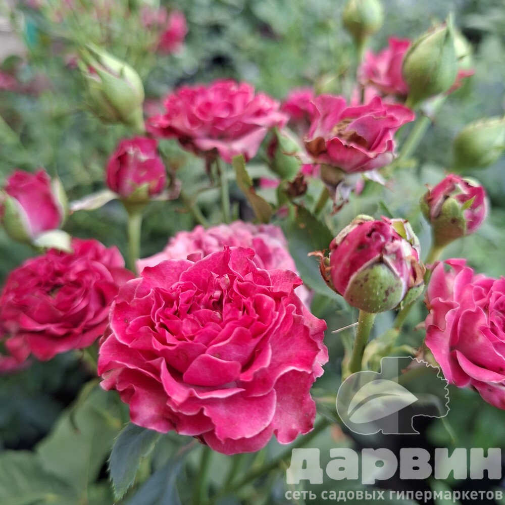 Роза спрей Кайли v5 Lav 