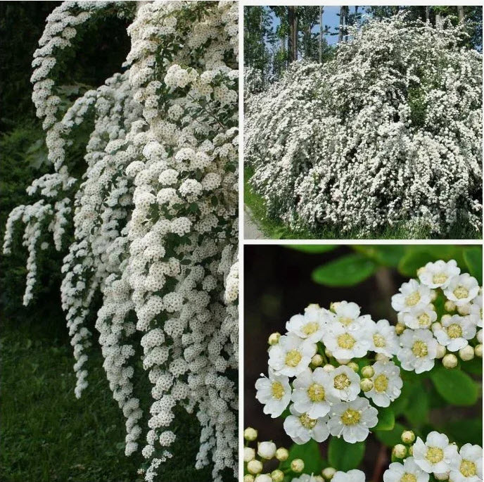 Спирея ниппонская Джун Брайд v2 Lav 