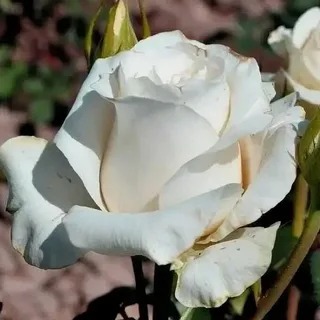 Роза чайно-гибридная Мак Шоколад в коробке АФ 