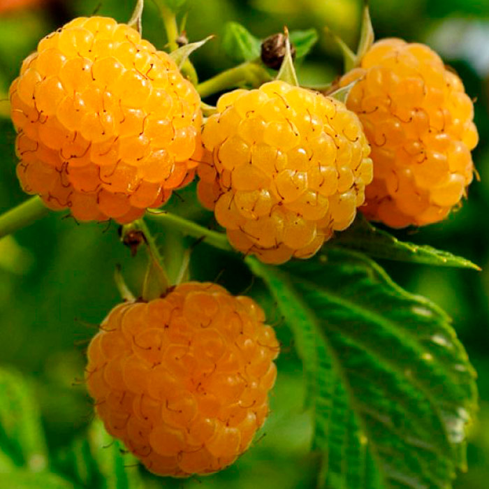 Малина Золотой сентябрь, желтая v3-5 Tim 