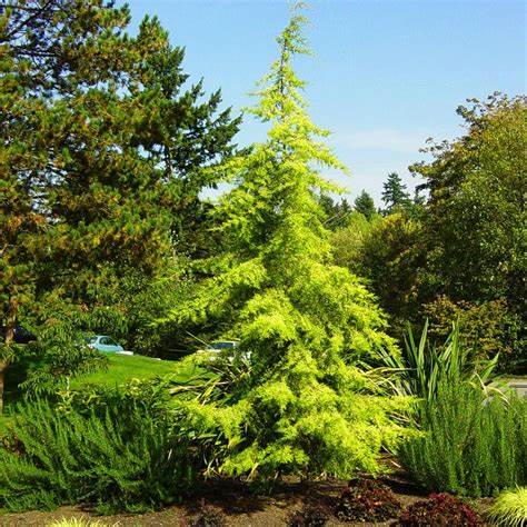 Кедр гималайский Винкс Голден v5 h80-100 Lav 