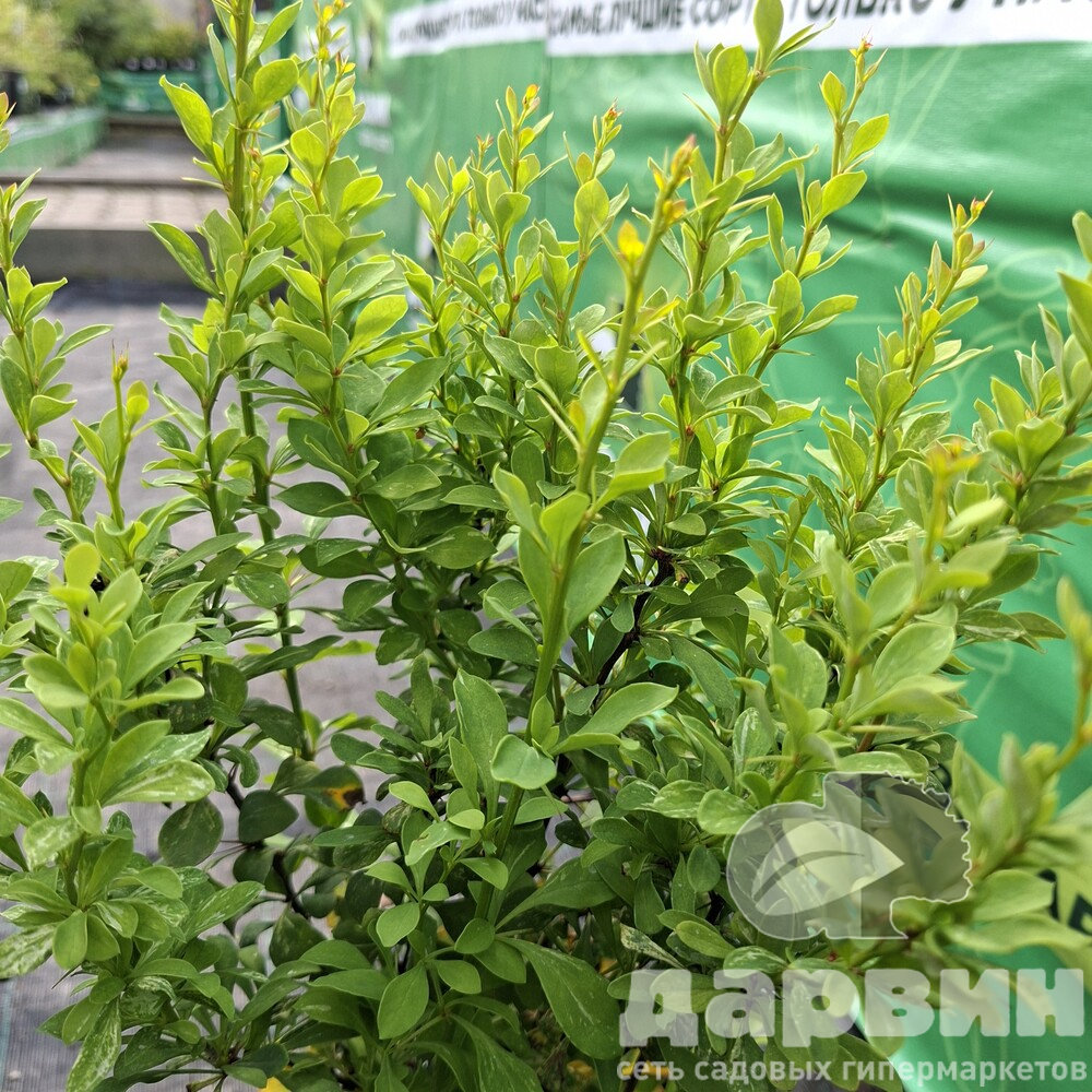 Барбарис тунберга Поувов v5 Lav 