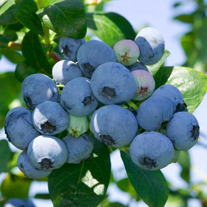 Голубика садовая Нельсон Р9 