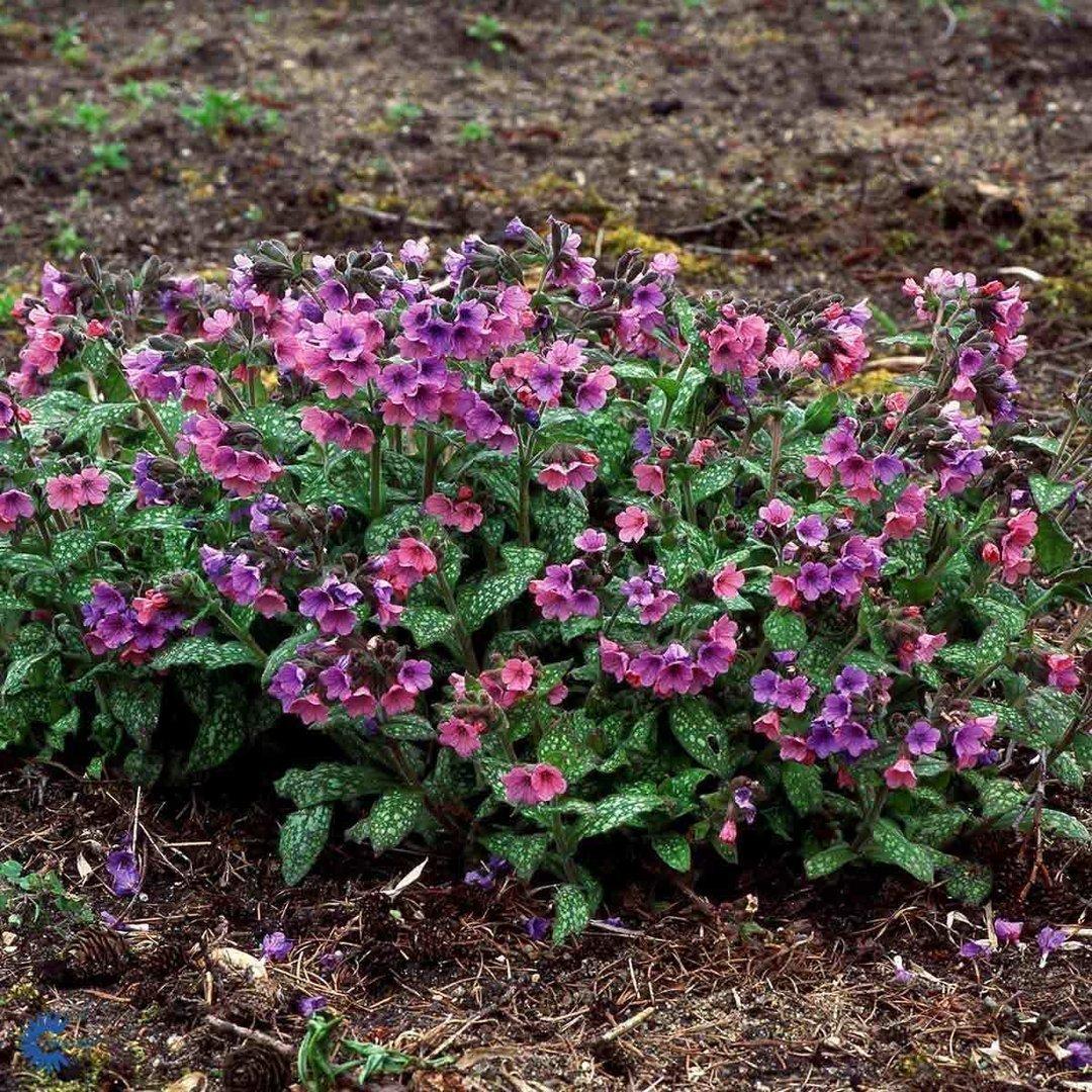 Медуница Миссис Мун d19  ХР 