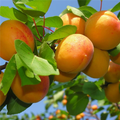 Алыча в сортах v 5-10 