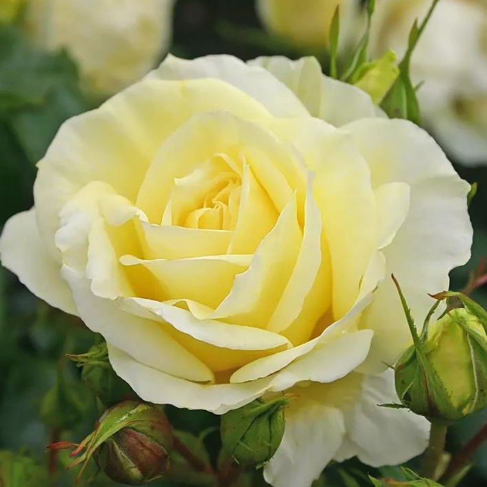 Роза чайно-гибридная Лимона v5 Dem 